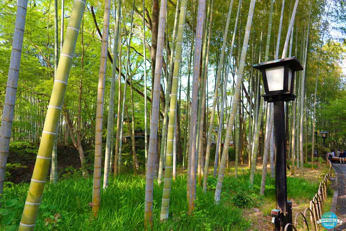 Shuzenji Bamboo Grove, Izu Peninsula