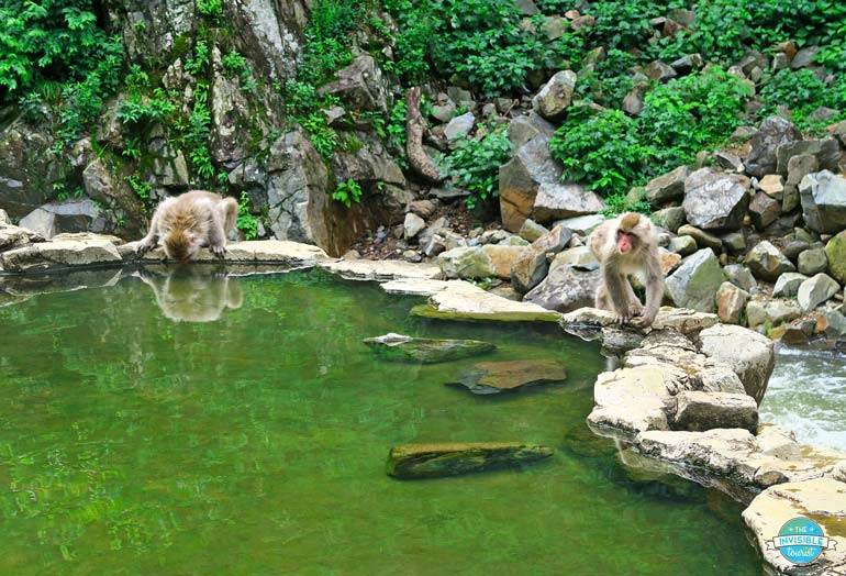 Monkeys drinking from hot spring at Jidokudani monkey park in summer