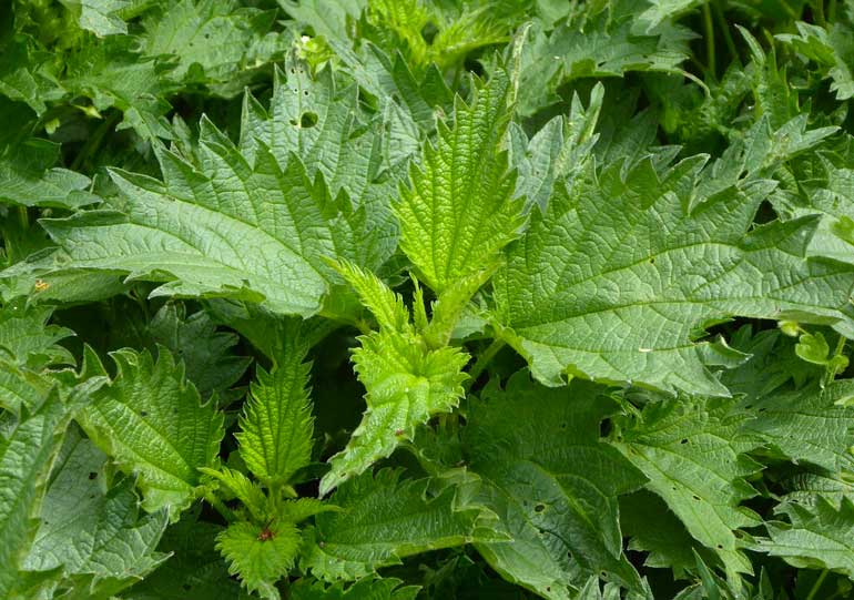 Ireland tips: Watch out for stinging nettles