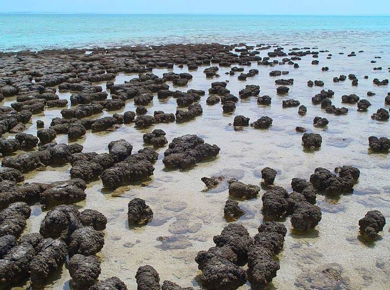 Shark Bay UNESCO World Heritage Site in Australia