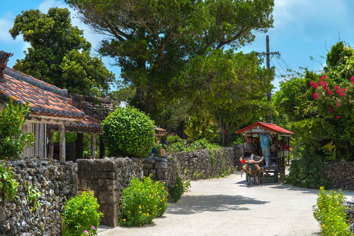 Water buffalo carting tourists on Taketomi Island, Okinawa