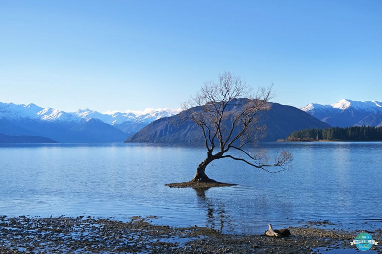 That Wanaka Tree is a popular Queenstown day trip
