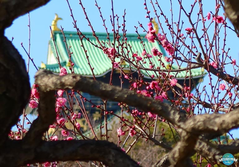 Plum Blossoms at Osaka Castle Grounds