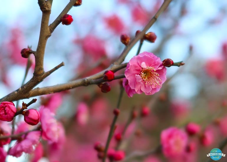 Plum Blossoms in Hanegi Park, Tokyo