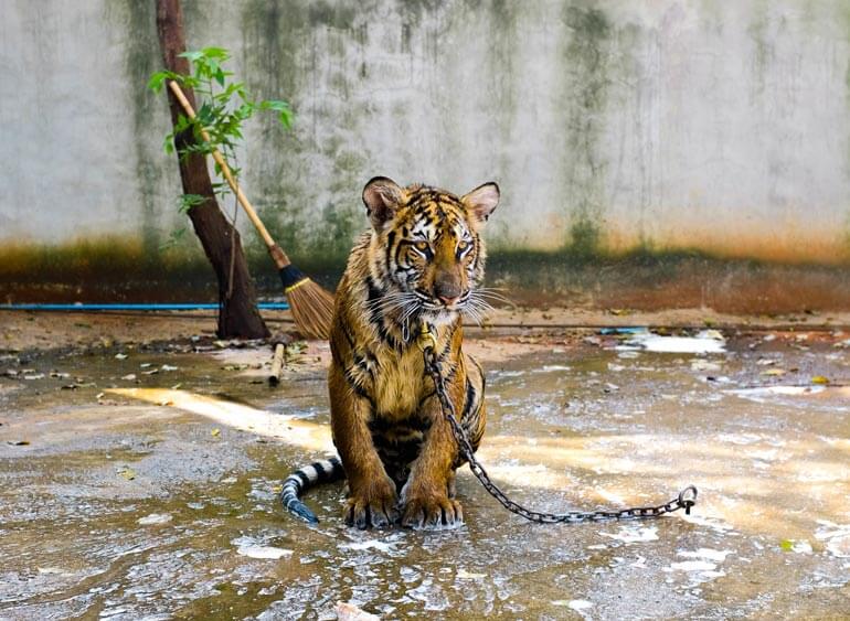 How to be a responsible tourist? Avoid unethical animal encounters