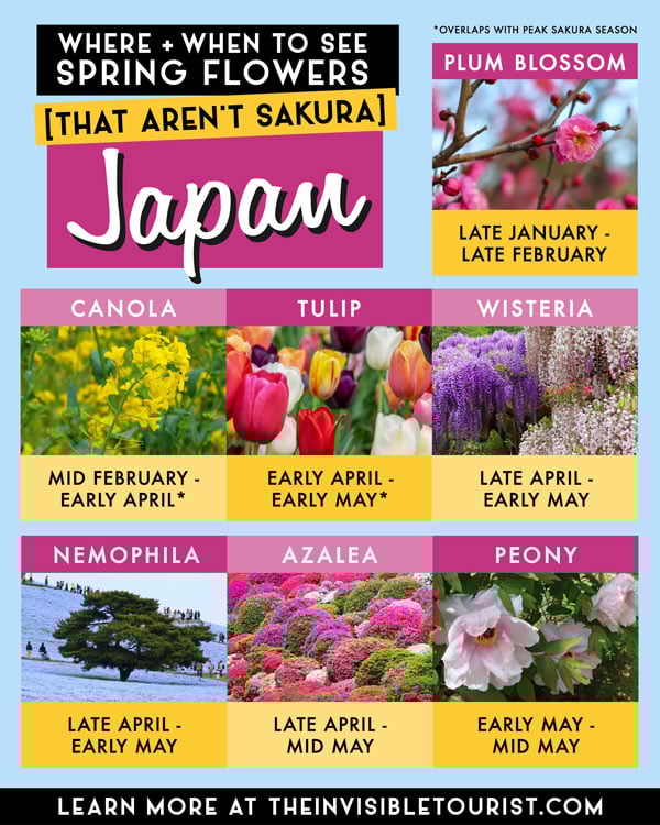 Where and When to See Spring Flowers in Japan That Aren't Sakura | The Invisible Tourist