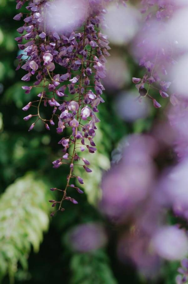 Enjoy Japan in Spring with Wisteria