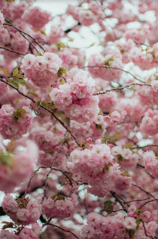 Late Blossoming Yaezakura in Shinjuku-gyoen, Tokyo