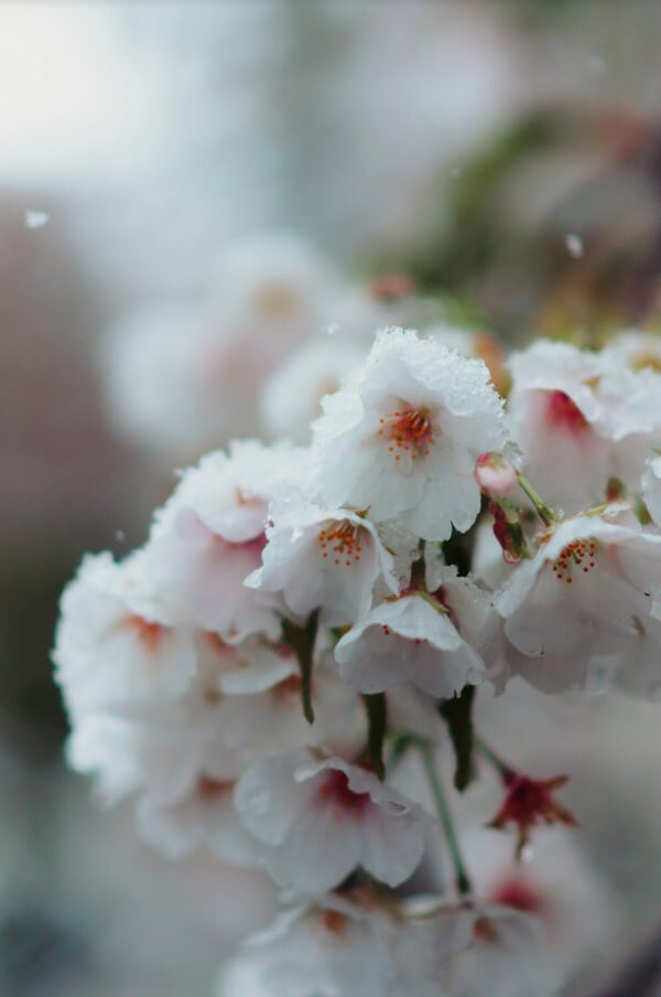 Yukizakura during spring in Japan